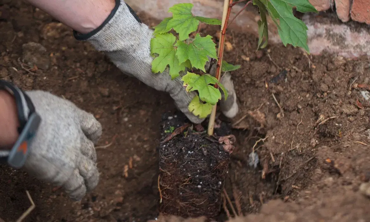 Mains gantées pour planter une jeune vigne dans la terre. Les racines sont visibles, prêtes à s'enraciner.