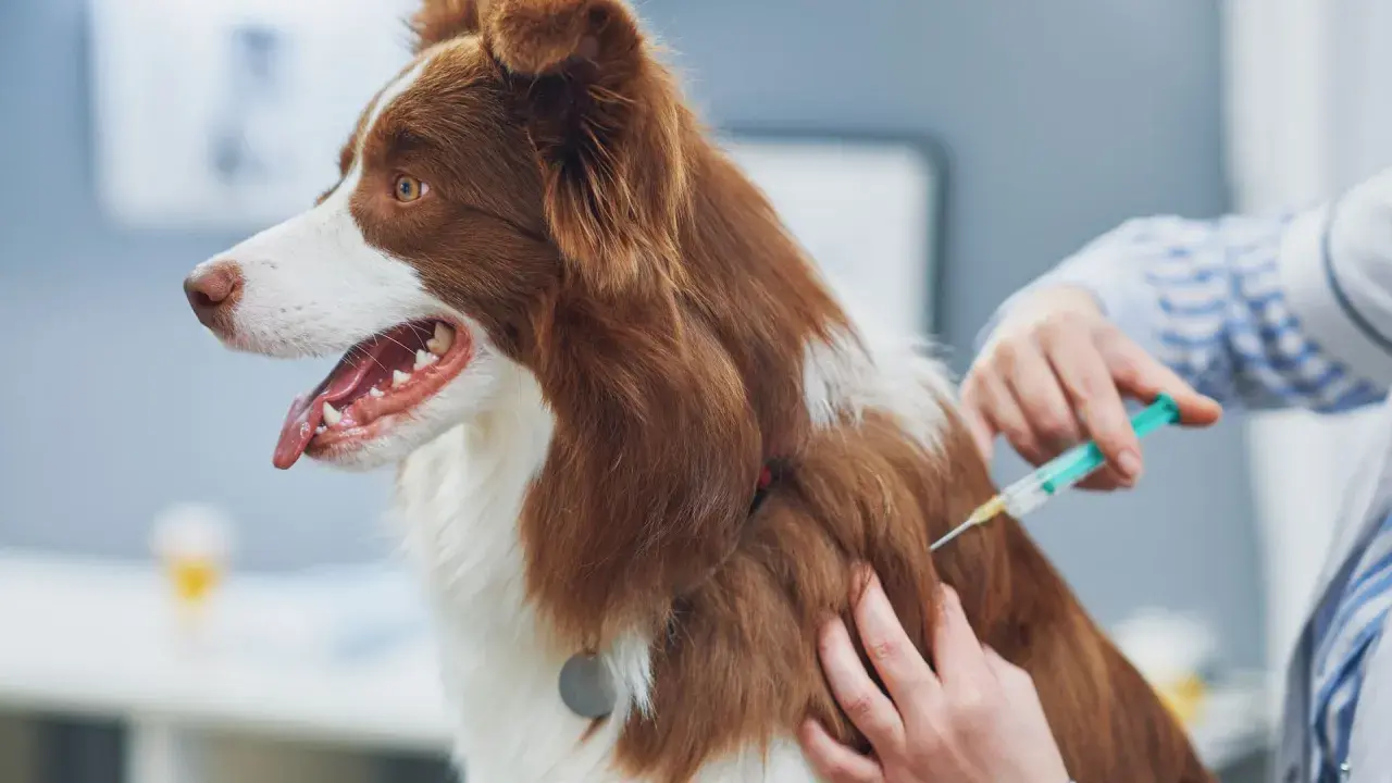 Un vétérinaire administre un vaccin à un chien. Le prix du vaccin contre la rage pour chien est une préoccupation pour de nombreux propriétaires.