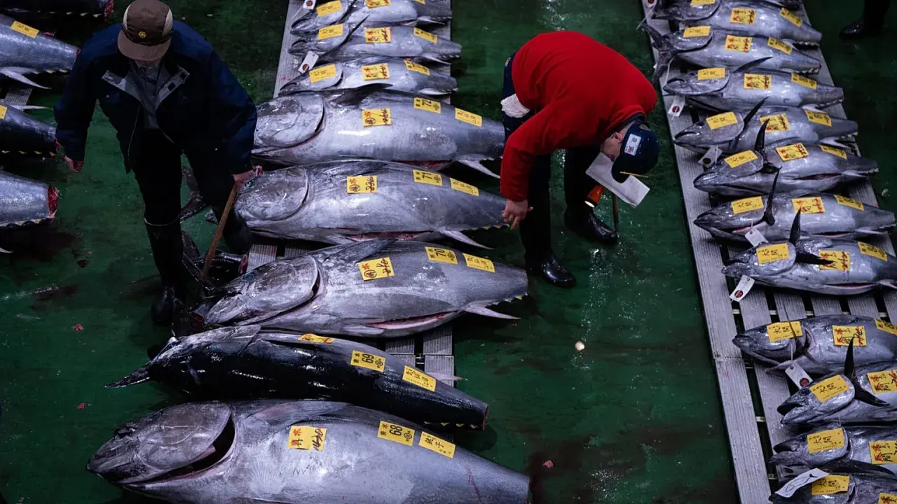 Mercato del pesce con uomini che esaminano enormi tonni, forse il tonno più grande mai pescato, pronti per la vendita.