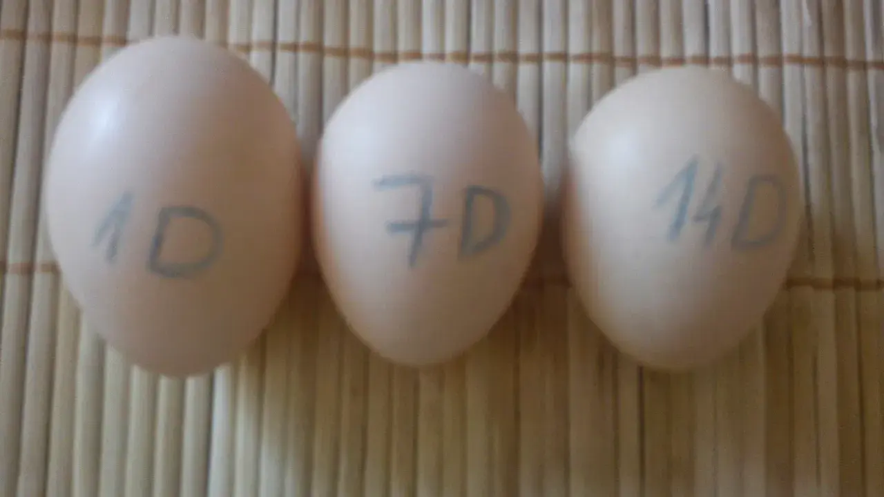 Trzy jajka z oznaczeniami 1D, 7D i 14D, pokazujące, jak sprawdzić czy jajko jest dobre.