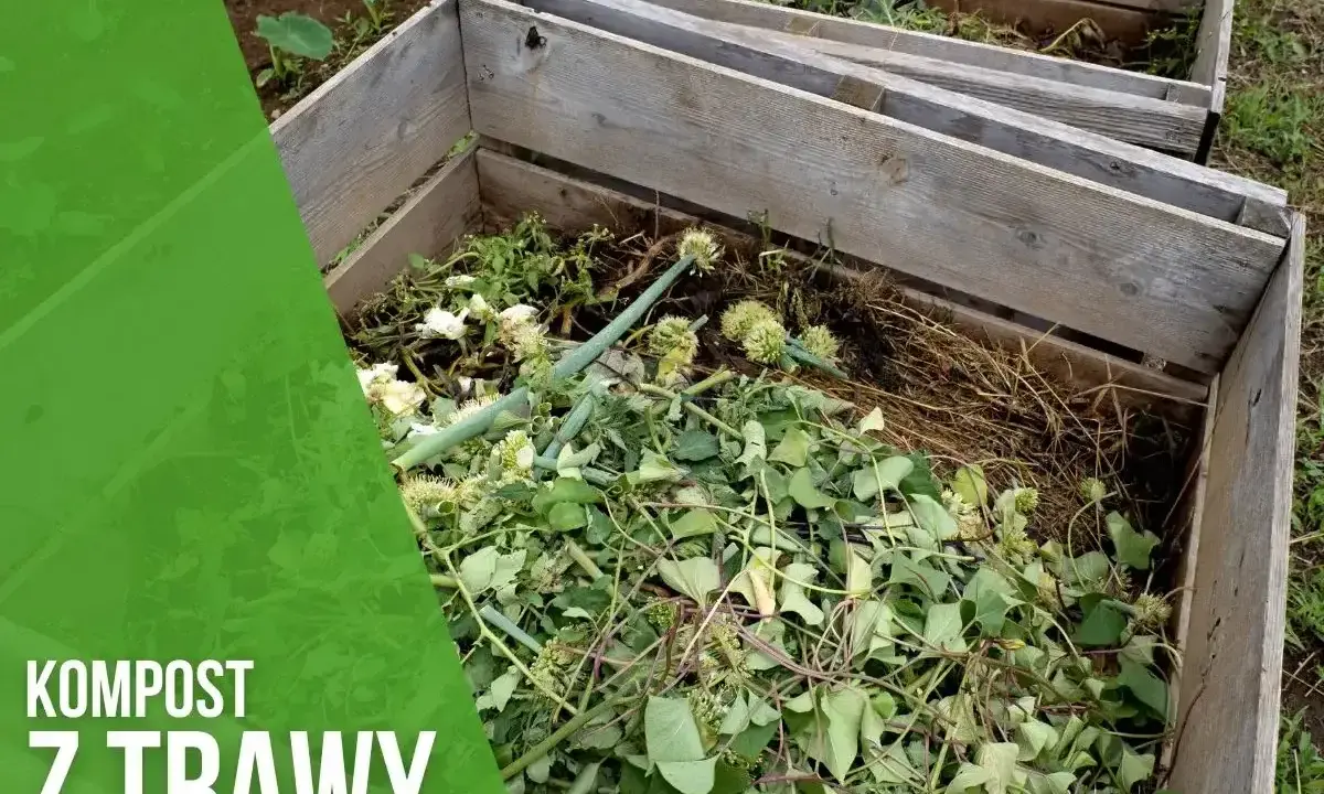 Drewniane skrzynie wypełnione zielonymi resztkami roślin, tworzące kompost z trawy.