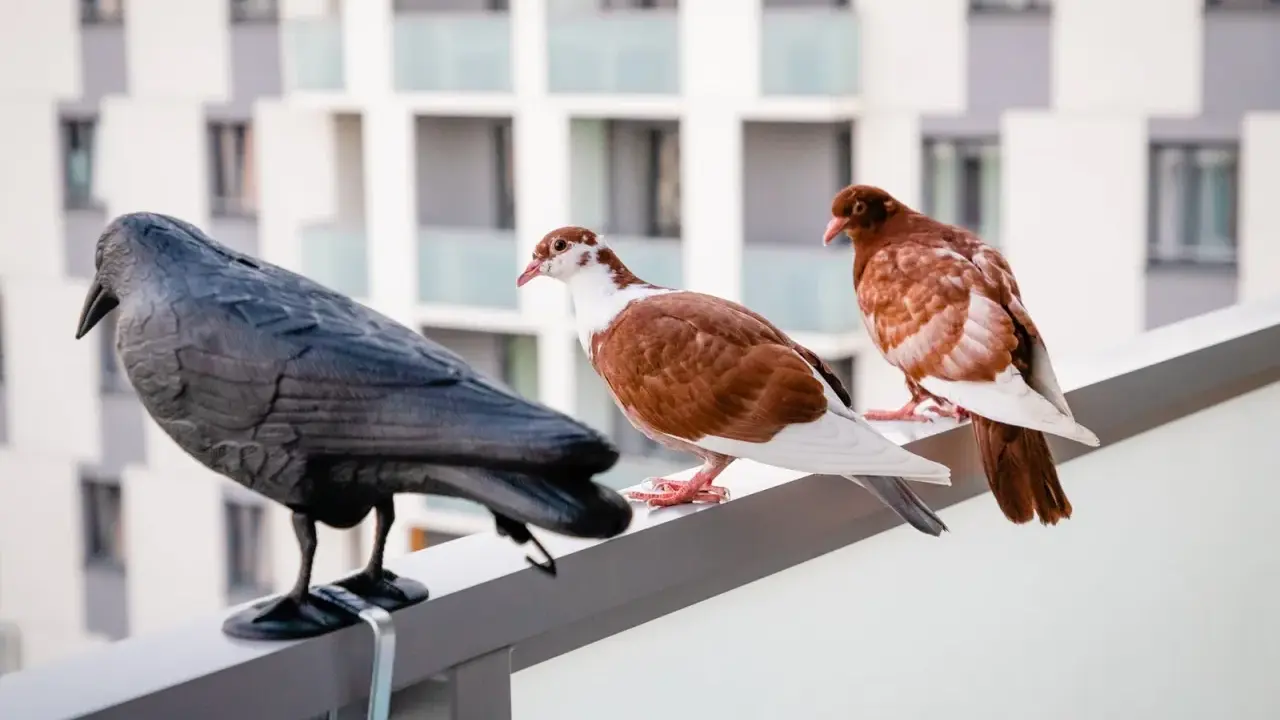 Gołębie na balustradzie, obok czarnego ptaka, którego nie lubią.