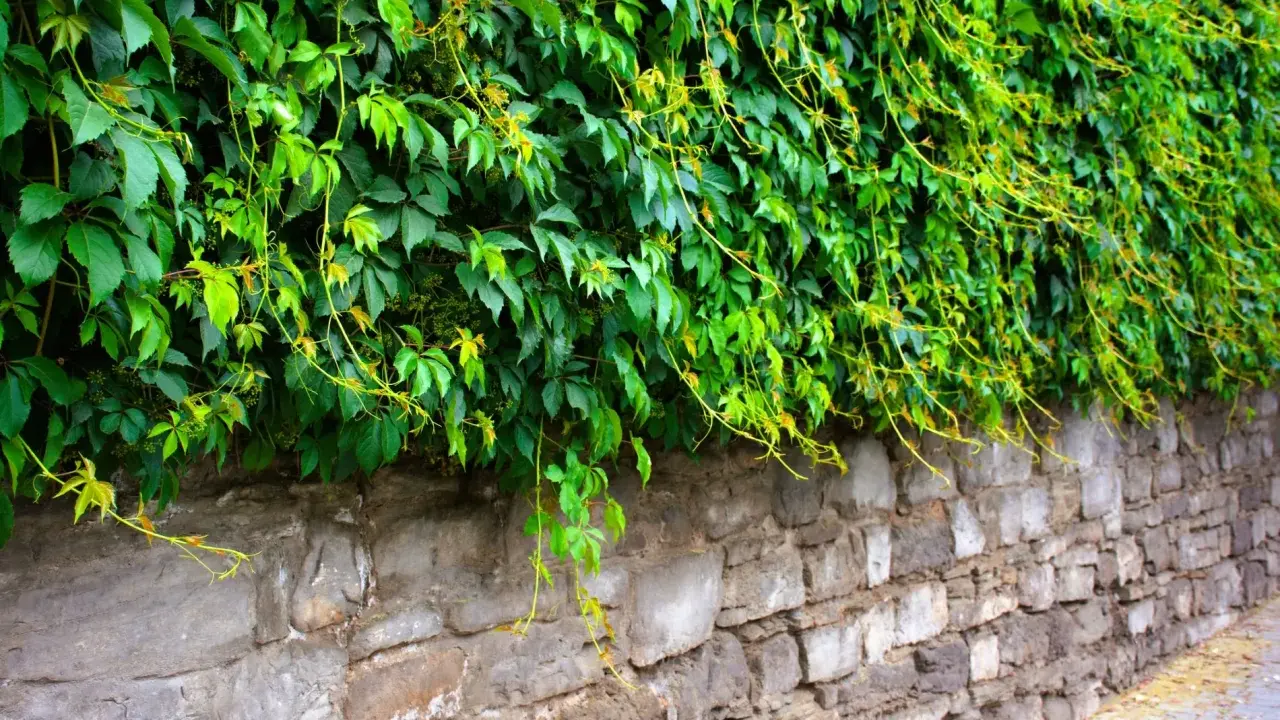 Lierre envahissant sur un mur de pierre. Pour savoir comment se débarrasser du lierre, il faut agir vite avant qu'il ne s'étende davantage.