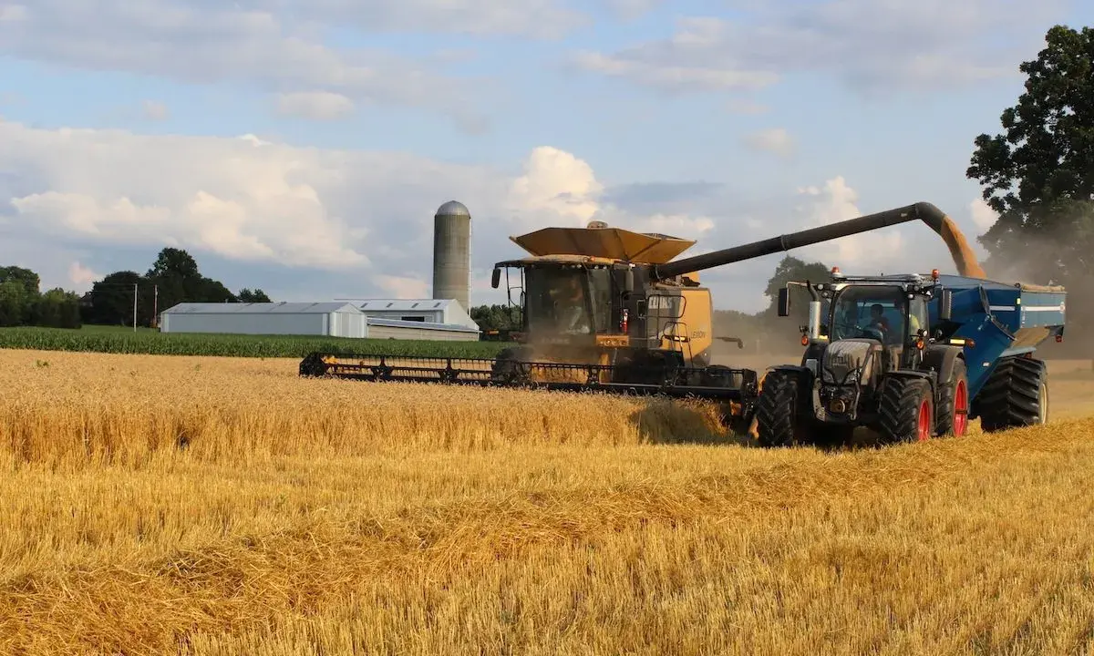 A combine harvests a golden wheat field, transferring grain to a tractor-pulled cart. This scene highlights harvest safety tips in action.
