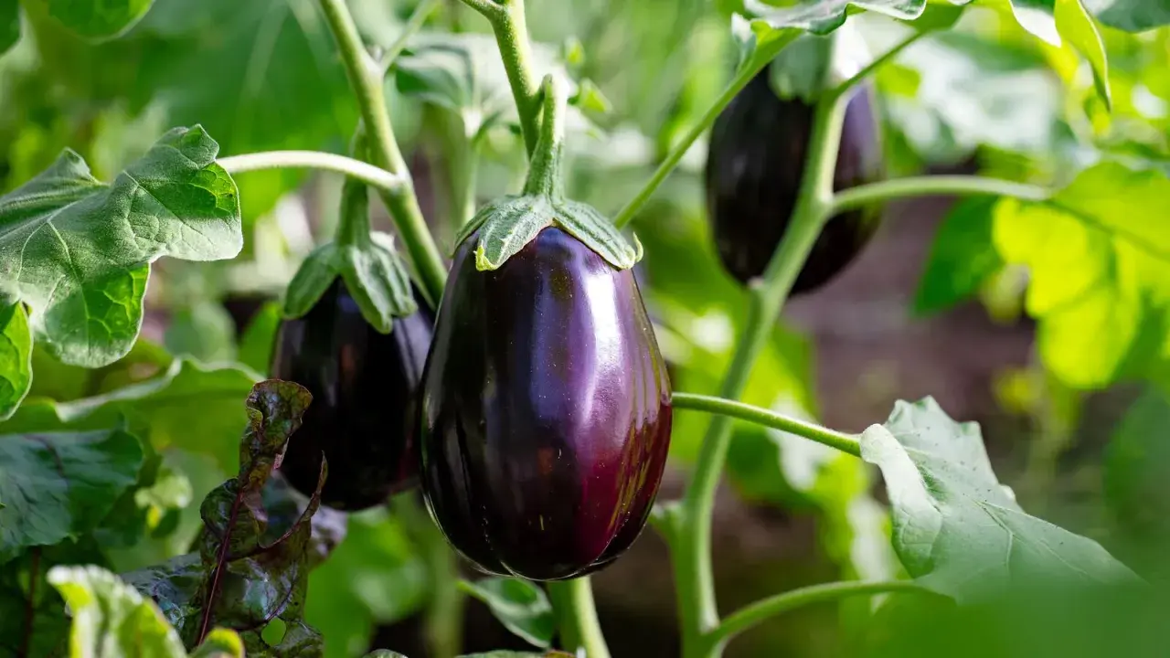 Aubergines brillantes sur la tige, entourées de feuilles vertes. Aucune maladie de l'aubergine visible sur cette photo.