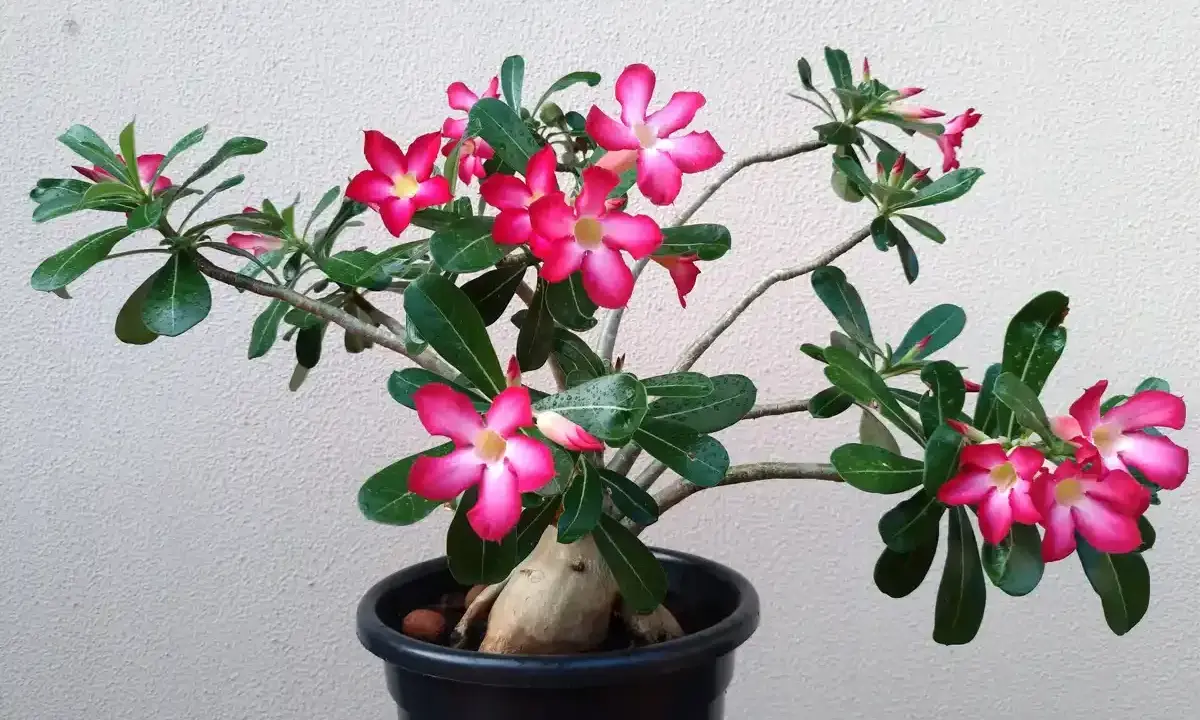 Une belle rose du désert en pleine floraison, avec ses fleurs roses vives et son tronc épais. L'entretien de cette plante est simple.