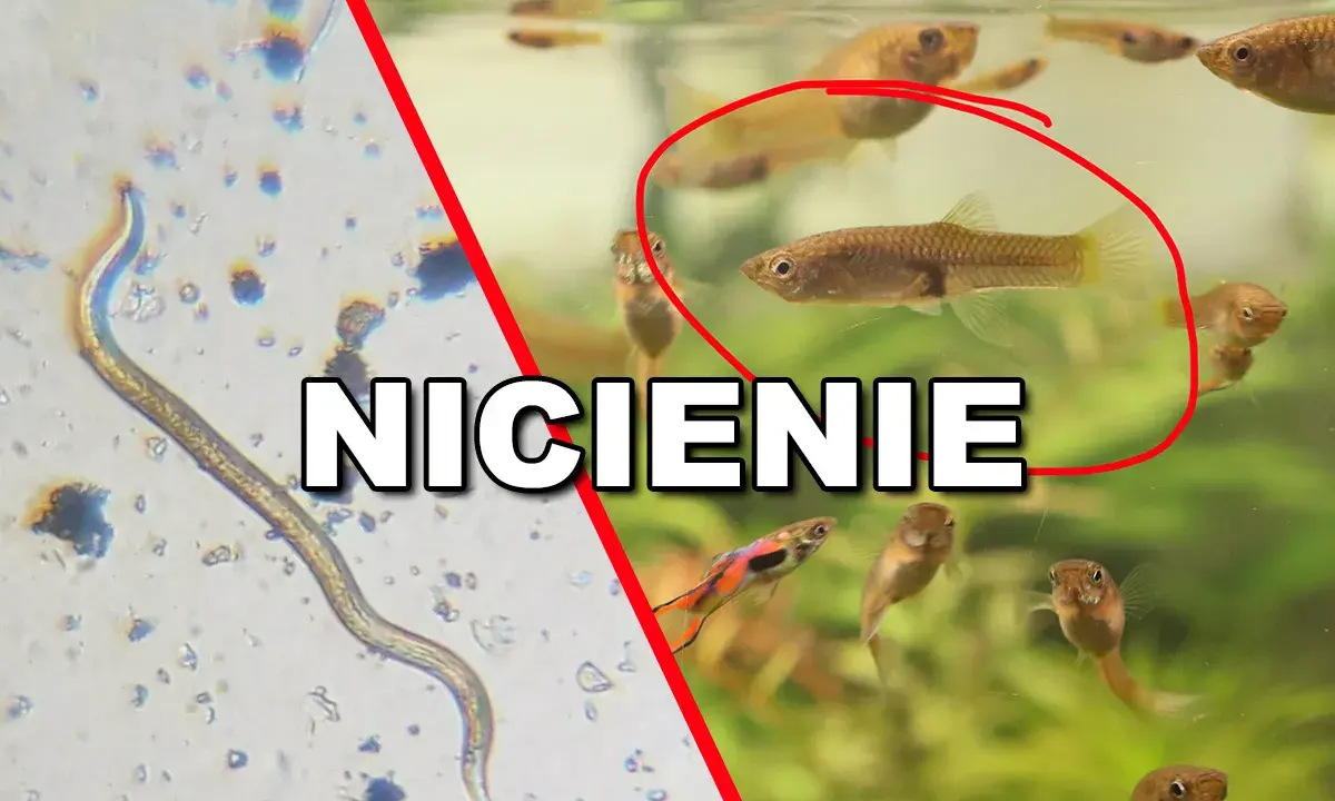 Mikroskopowy nicień, potencjalny pasożyt w akwarium, obok zdrowych rybek gupik.