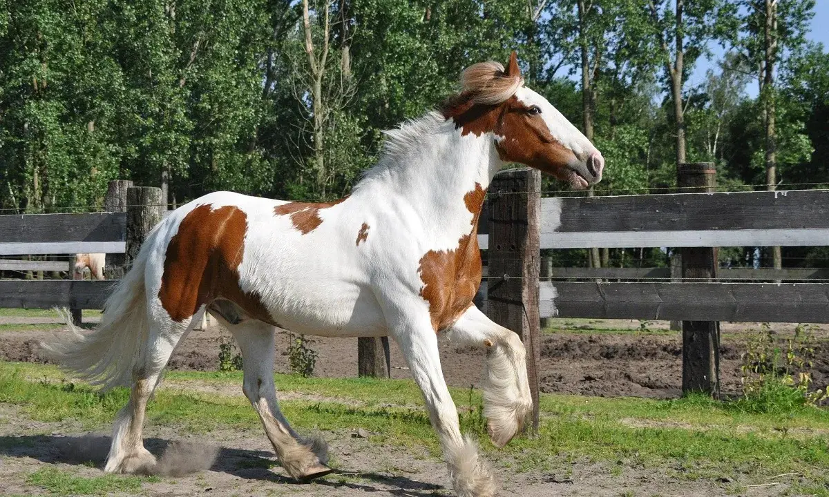 Braunes Pferd mit weißen Flecken galoppiert, die Hufe wirbeln Staub auf. Hoffentlich kein Muskelfaserriss Pferd!