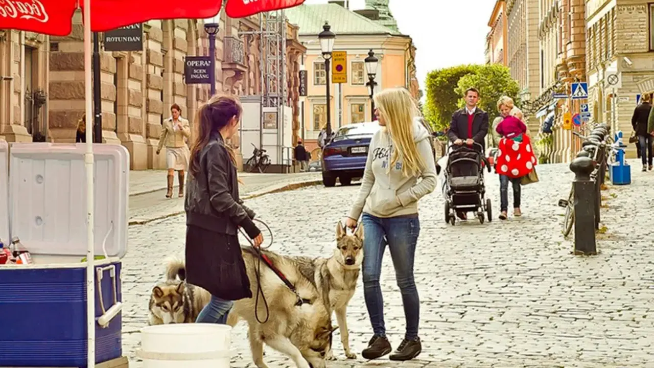 Två kvinnor med hundar på en kullerstensgata i Djurgården, Stockholm. En familj med barnvagn syns i bakgrunden.