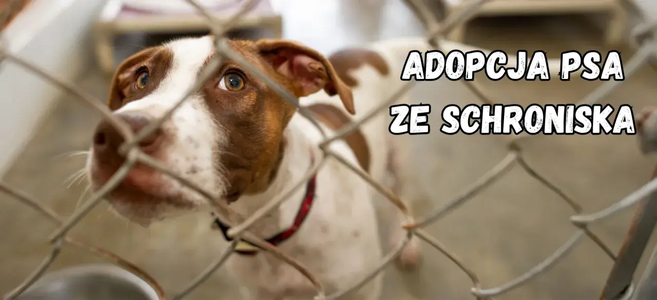 Smutne oczy psa za kratami. Marzy o domu, o adopcji psa ze schroniska.