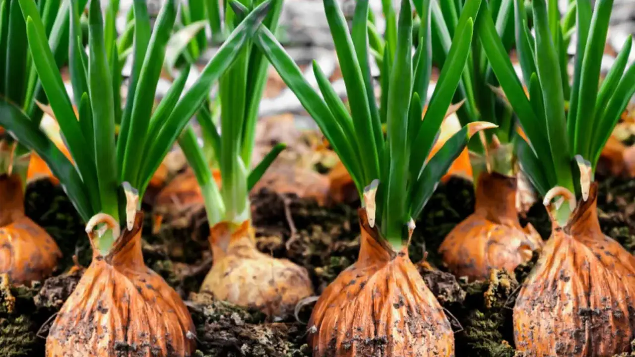 Rows of onion plants with green shoots emerging from brown bulbs, ready for harvest.