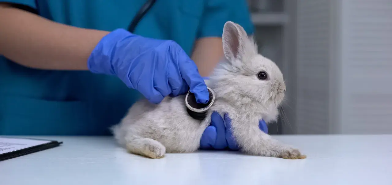 Tierarzt untersucht ein Kaninchen mit Stethoskop. Das Kaninchen sitzt ruhig in der Ecke des Tisches, während die Untersuchung stattfindet.