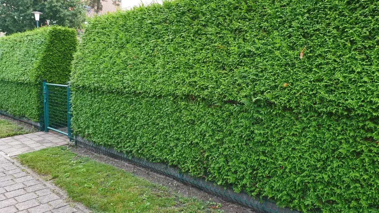 Seto de tuyas verde y frondoso, ideal para saber cuándo podar tuyas en Galicia y mantenerlo perfecto.