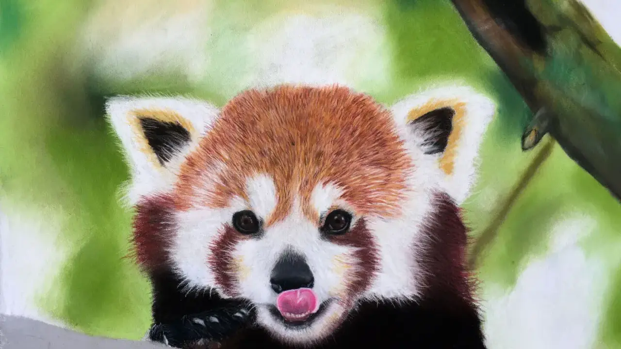 En röd panda med tungan ute, målad med torrpastell teknik.