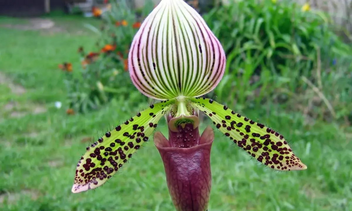 Un magnifique sabot de Vénus aux pétales verts tachetés de noir et à la lèvre pourpre, se dresse fièrement dans un jardin verdoyant.