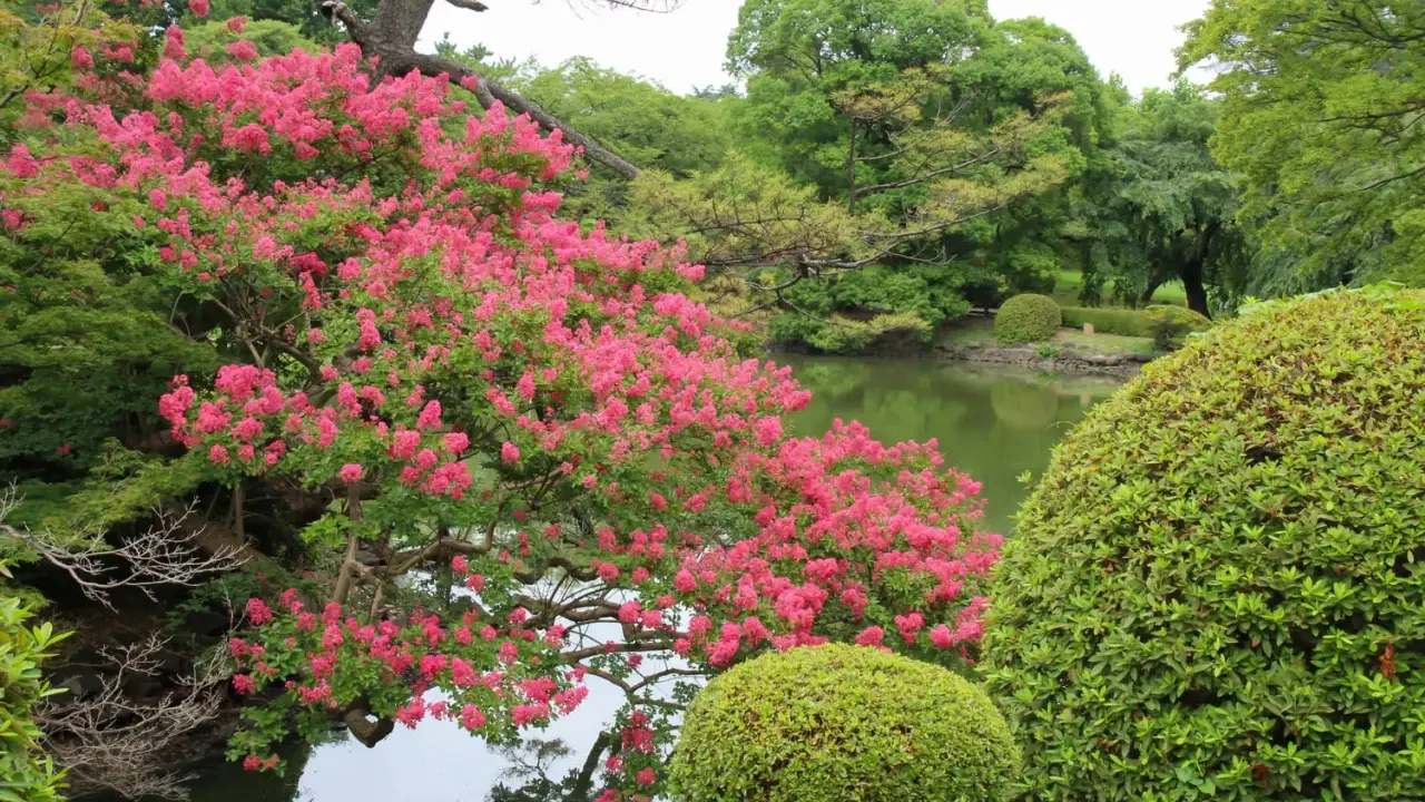 Magnifique lilas des Indes en pleine exposition, ses fleurs roses éclatantes se reflétant dans l'eau paisible d'un étang, entouré d'une végétation luxuriante.