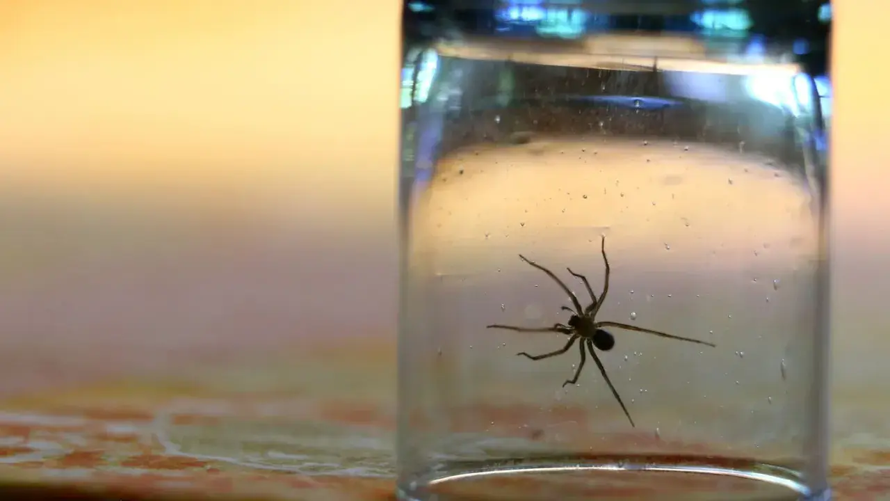 Spinne im Glas gefangen. Ein Glas als Methode, was tun gegen Spinnen, um sie sicher zu entfernen.