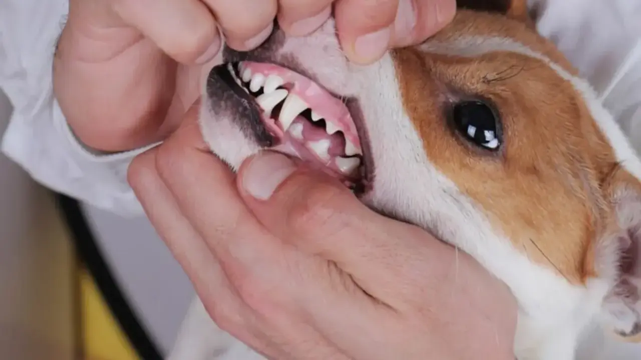 Examen de la bouche d'un chien, montrant une gencive chien normal, rose et saine, avec des dents blanches et bien alignées.