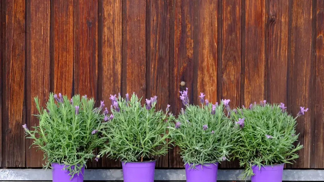 Quatre plants de lavande en pot, aux fleurs violettes et au feuillage vert, alignés devant un mur de bois brun.