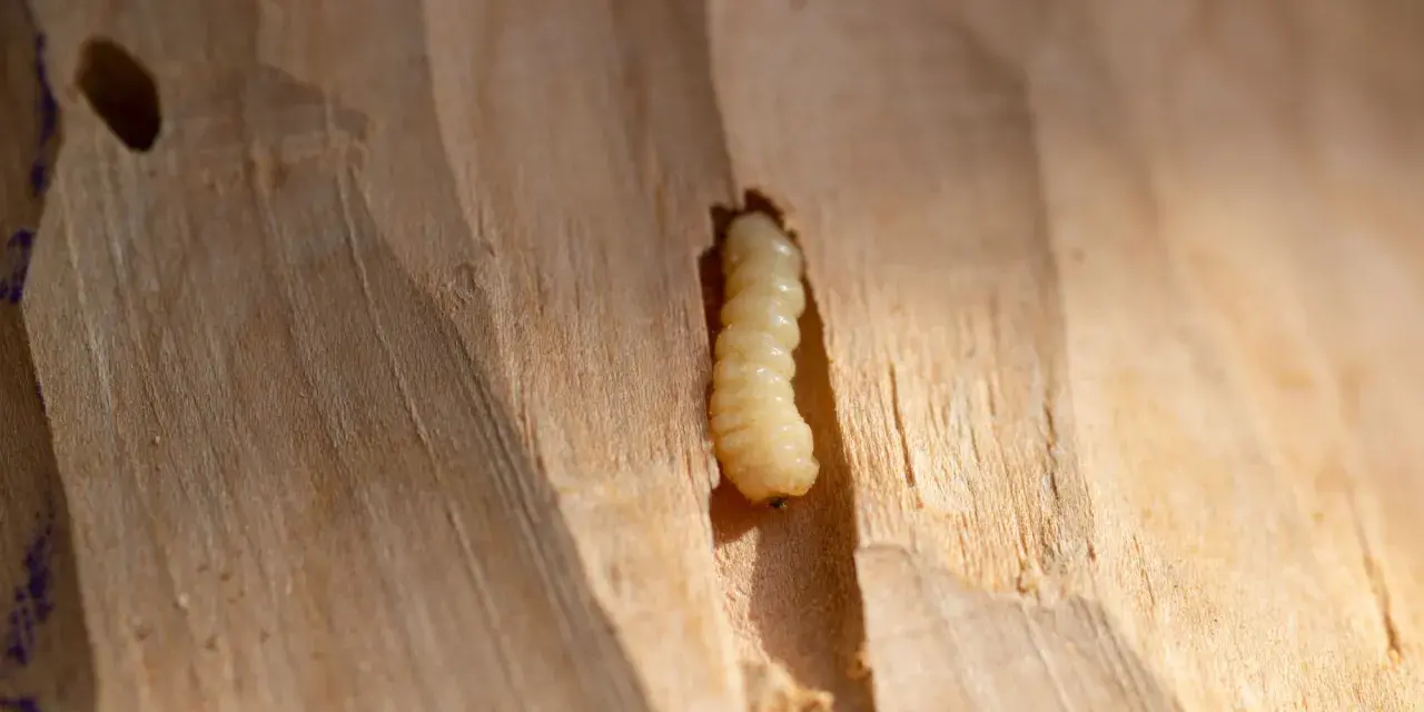 Une larve, une vraie bête à bois, creuse son chemin dans le bois clair.