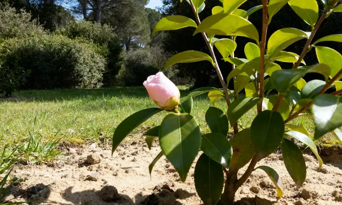 Un bouton de camélia fleur rose pâle se dresse sur sa tige verte, prêt à éclore dans un jardin ensoleillé.