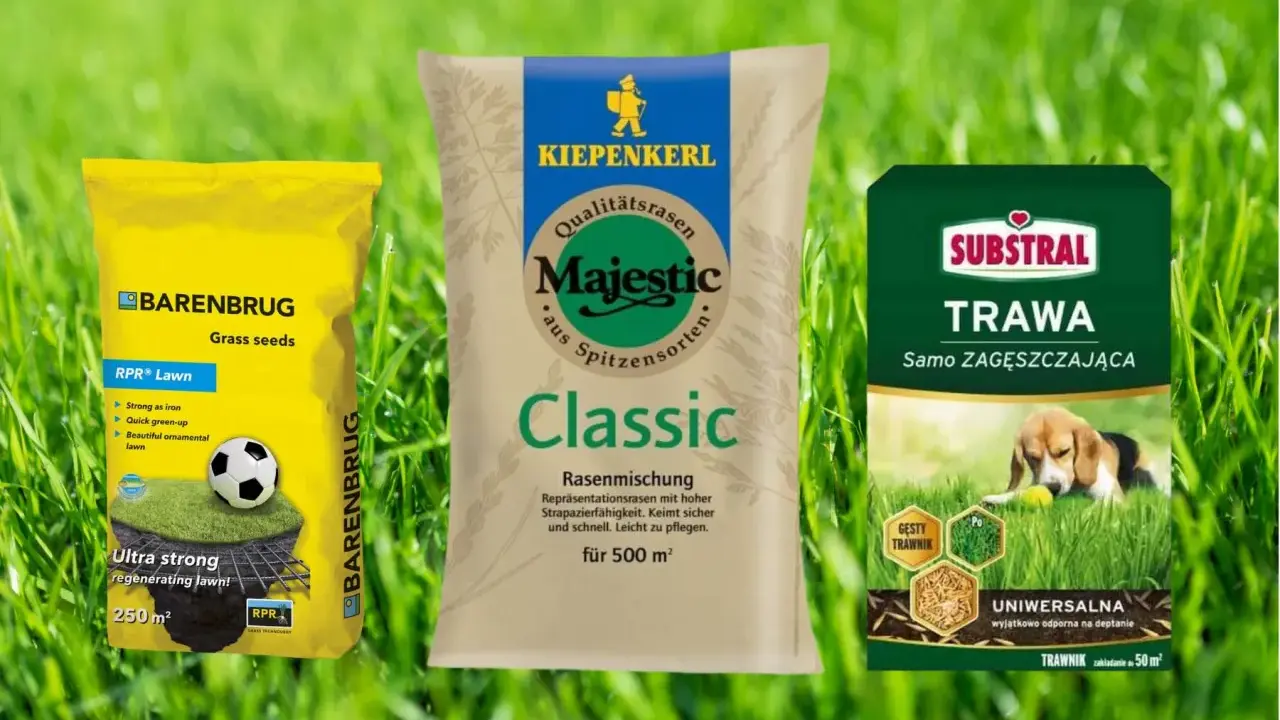 Ranking nawozów do trawy: Barenbrug RPR Lawn, Kiepenkerl Majestic Classic i Substral Trawa Samo Zagęszczająca. Wybierz najlepszy dla swojego ogrodu!