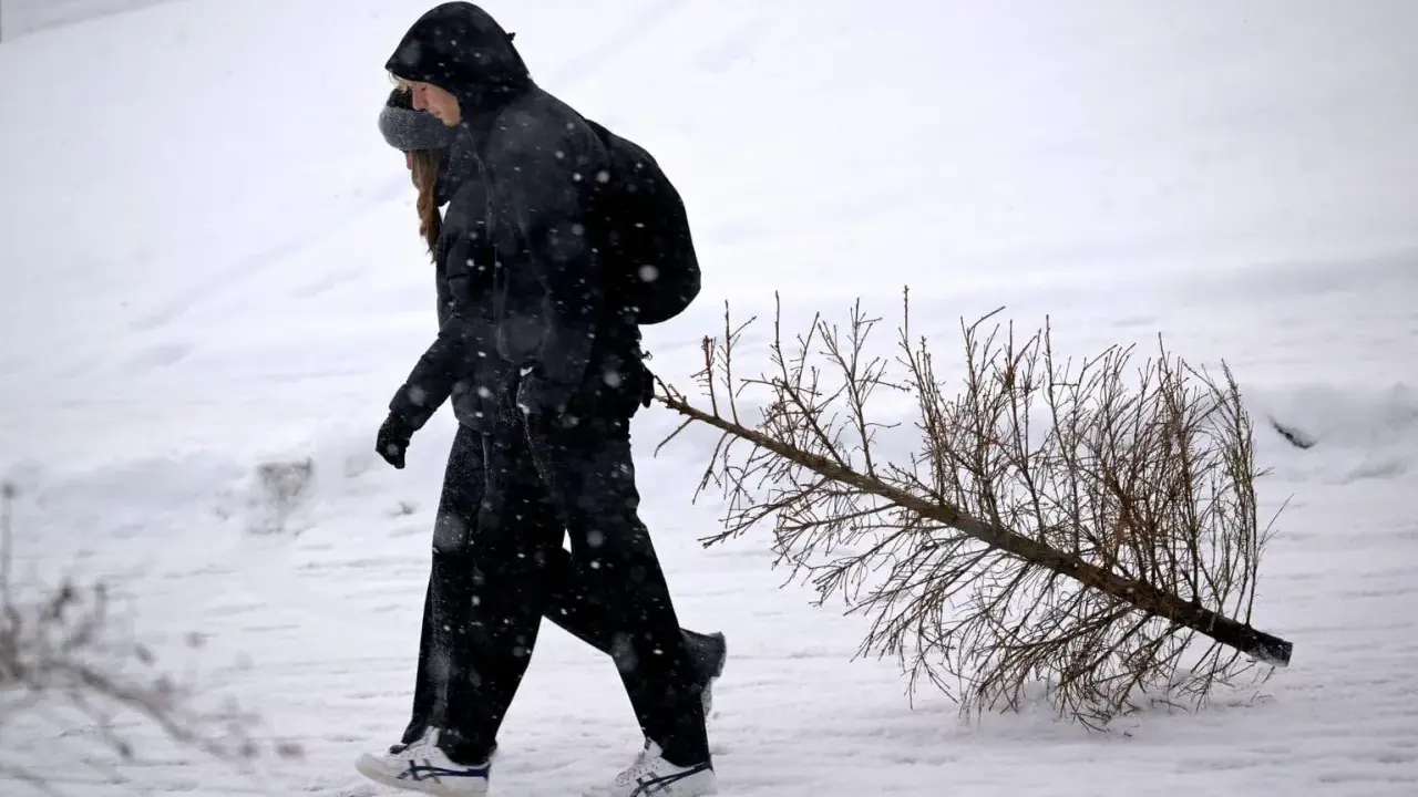 Två personer går genom snön och drar en julgran. Dags att få ut granen!