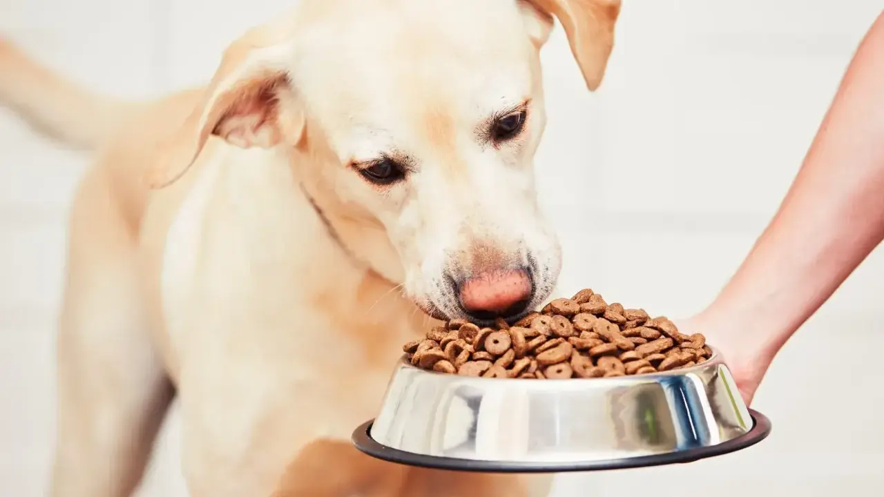 Un chien renifle sa gamelle, signe qu'il a trouvé la meilleure nourriture pour chien diabétique.