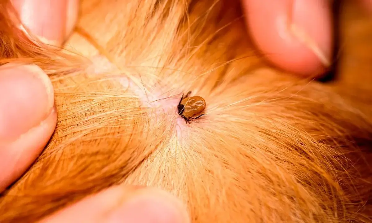 Gros plan d'une tique sur la peau d'un chien, près d'une plaie. Des doigts écartent le pelage roux pour mieux voir le parasite.