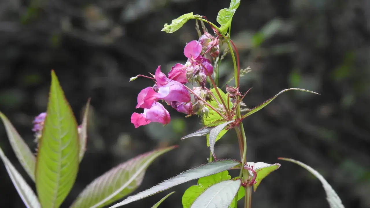 En krollilja, en invasiv art, blommar med sina rosa blommor.