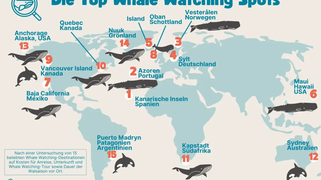 Wo kann man Wale sehen? Karte zeigt Top-Spots: Kanarische Inseln, Azoren, Sylt, Schottland, Norwegen, Grönland, Kanada, Alaska, Mexiko, Argentinien, Südafrika, Australien, Hawaii.