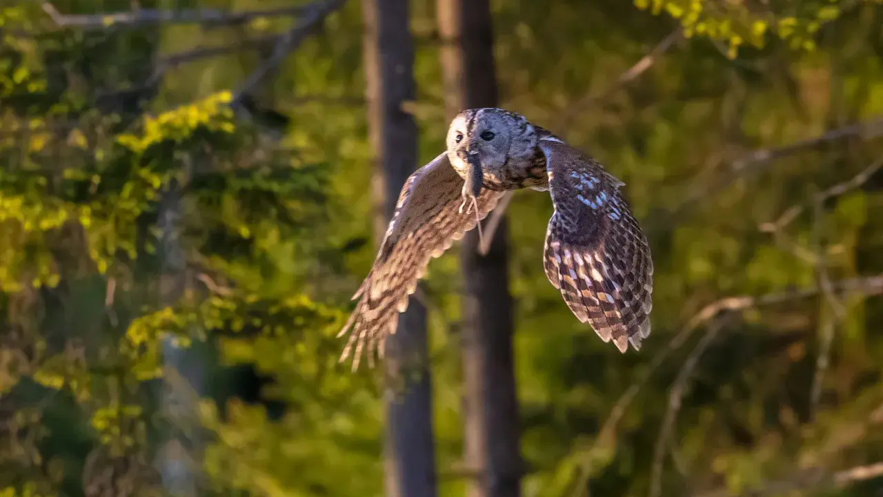 Stor hornuggla flyger med mus i näbben över en skog, kanske vid Store mosse.