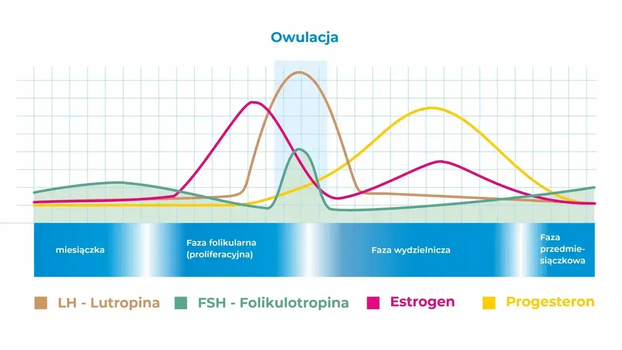 Wykres cyklu menstruacyjnego. Progesteron, żółta linia, wzrasta po owulacji, przygotowując macicę.