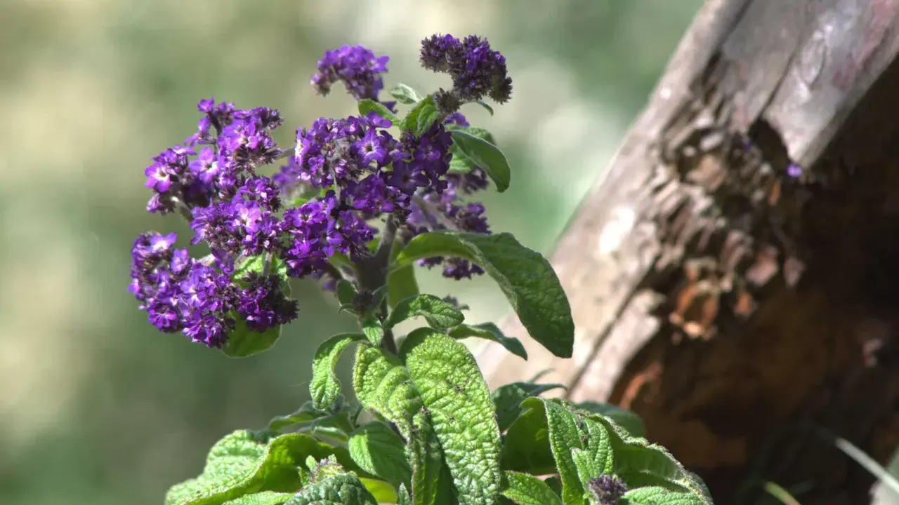 Lila Blüten am Strauch, eine von vielen bienenfreundlichen Balkonpflanzen.