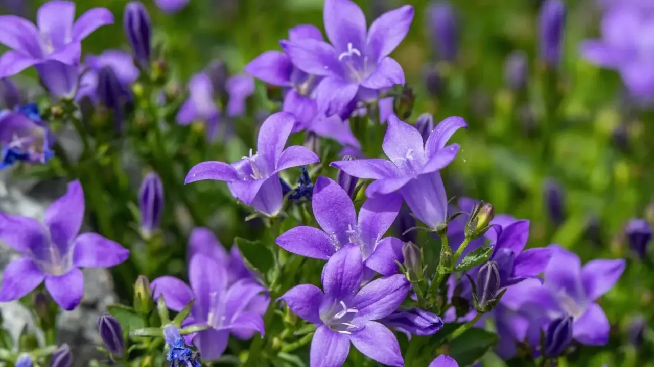 Urocza campanula w doniczce, jej fioletowe kwiaty rozkwitają na tle zieleni.