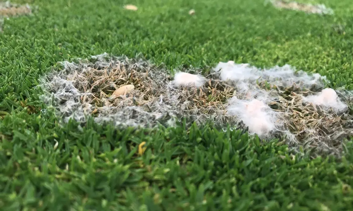 Patches of white, fuzzy snow mold are visible on the green grass, indicating a fungal growth that thrives in damp conditions.