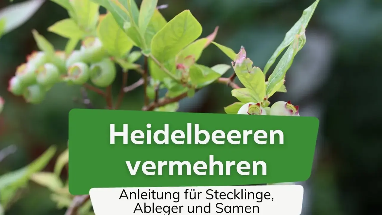 Grüne Heidelbeeren an einem Strauch. Text: "Heidelbeeren vermehren. Anleitung für Stecklinge, Ableger und Samen.