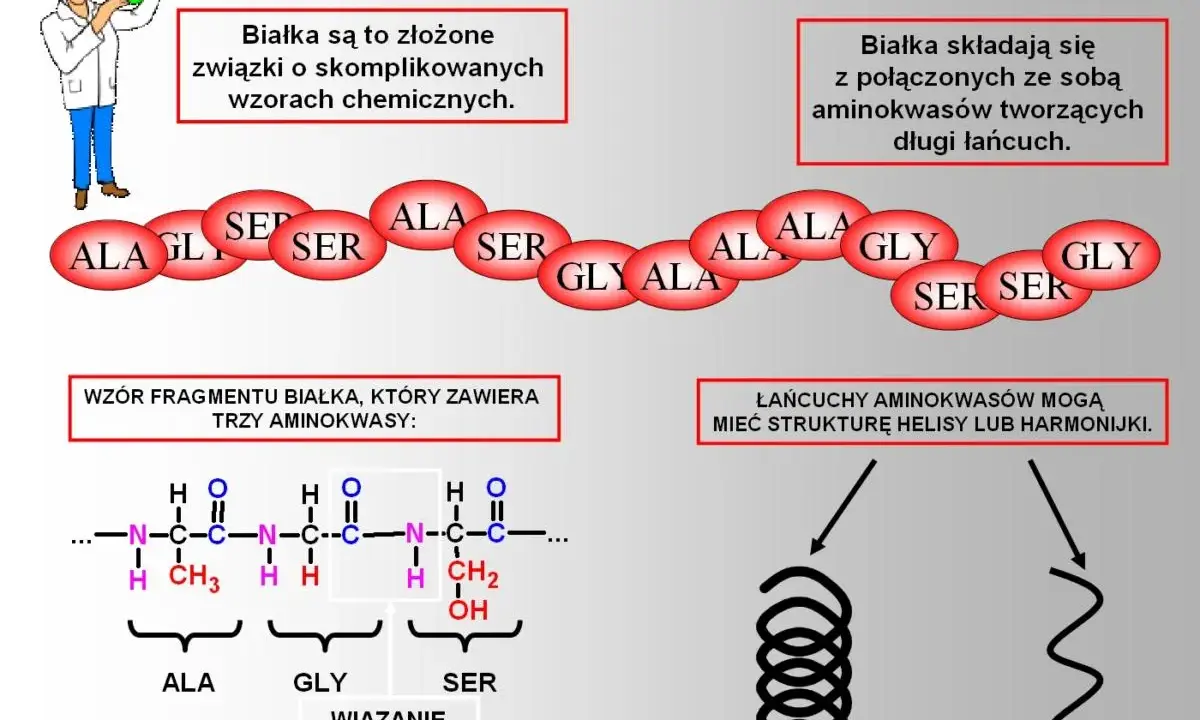 Schemat budowy białek: łańcuch aminokwasów (ALA, GLY, SER) tworzy wiązania peptydowe, a cały pierwiastek w białku może przyjmować strukturę helisy.