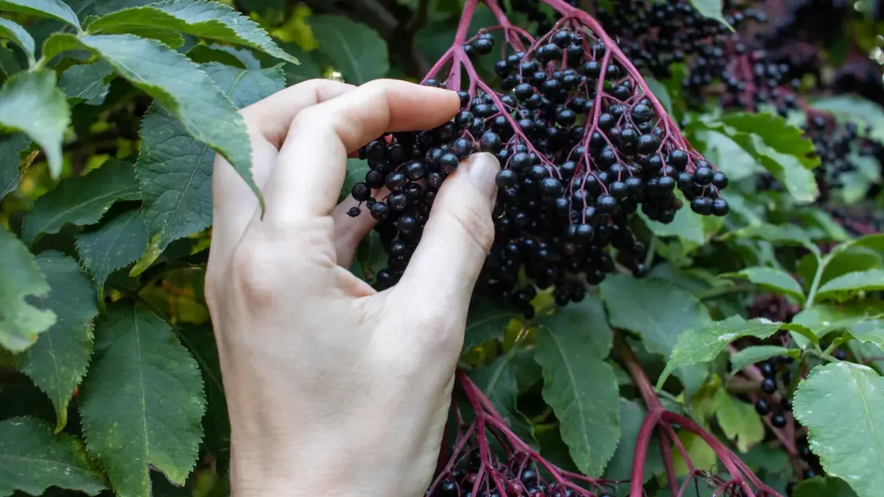 Hand erntet reife Holunderbeeren. Die dunklen, glänzenden Beeren hängen in Dolden an einem Strauch mit grünen Blättern. Wann ist Holunder reif? Jetzt!