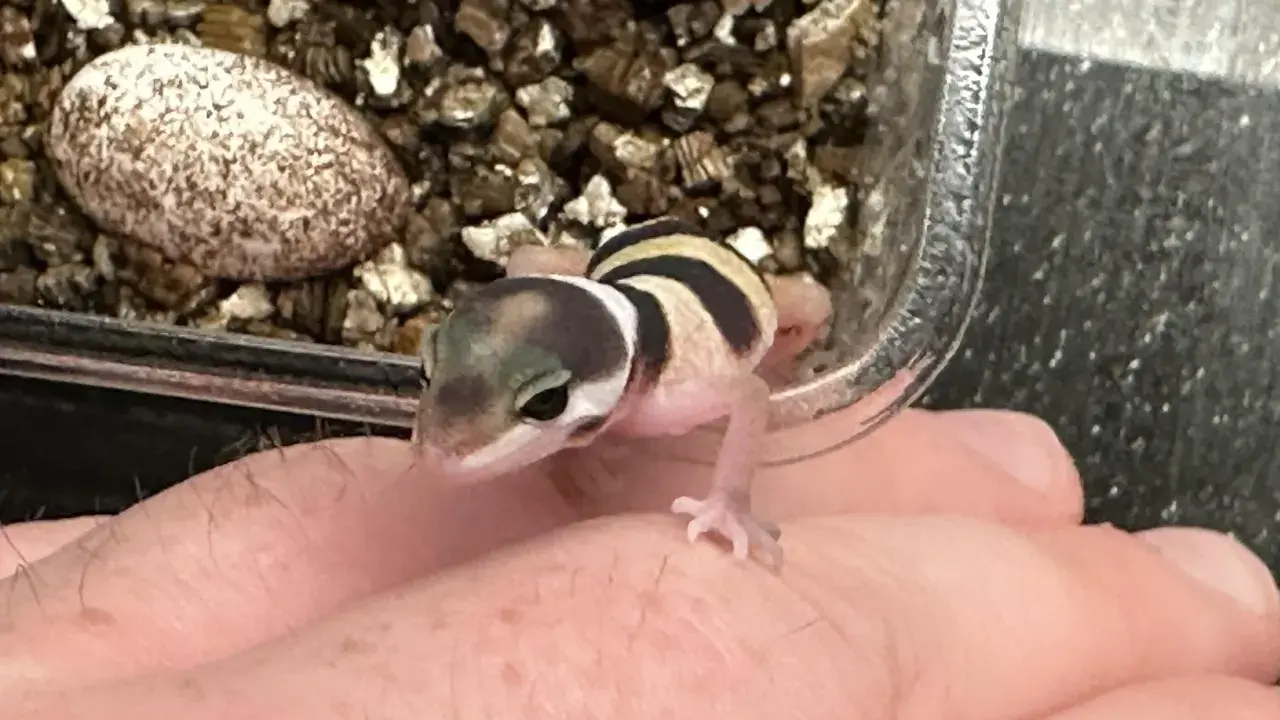 Mały gekon w paski siedzi na dłoni obok jaja w terrarium.