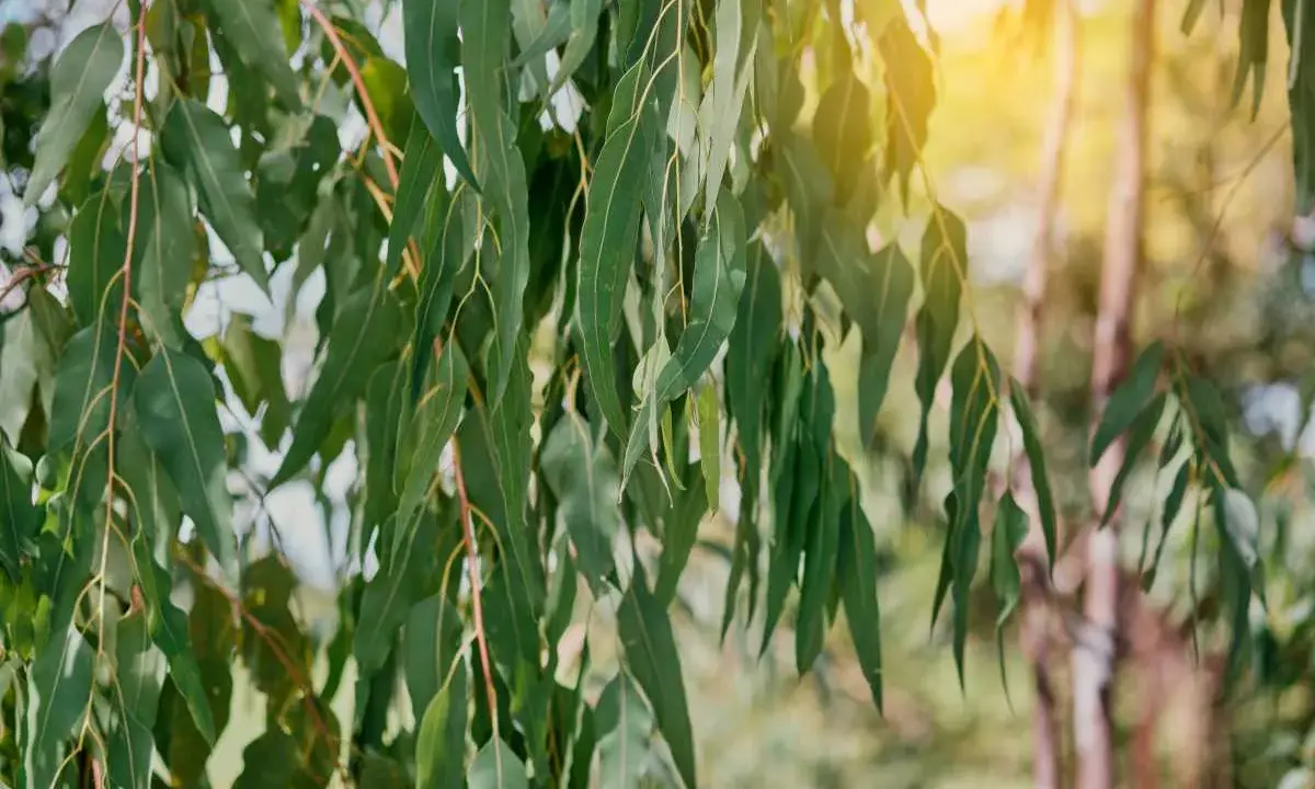 Feuilles d'eucalyptus tombantes, baignées de soleil. L'image évoque le plaisir de planter un eucalyptus dans un jardin paisible.