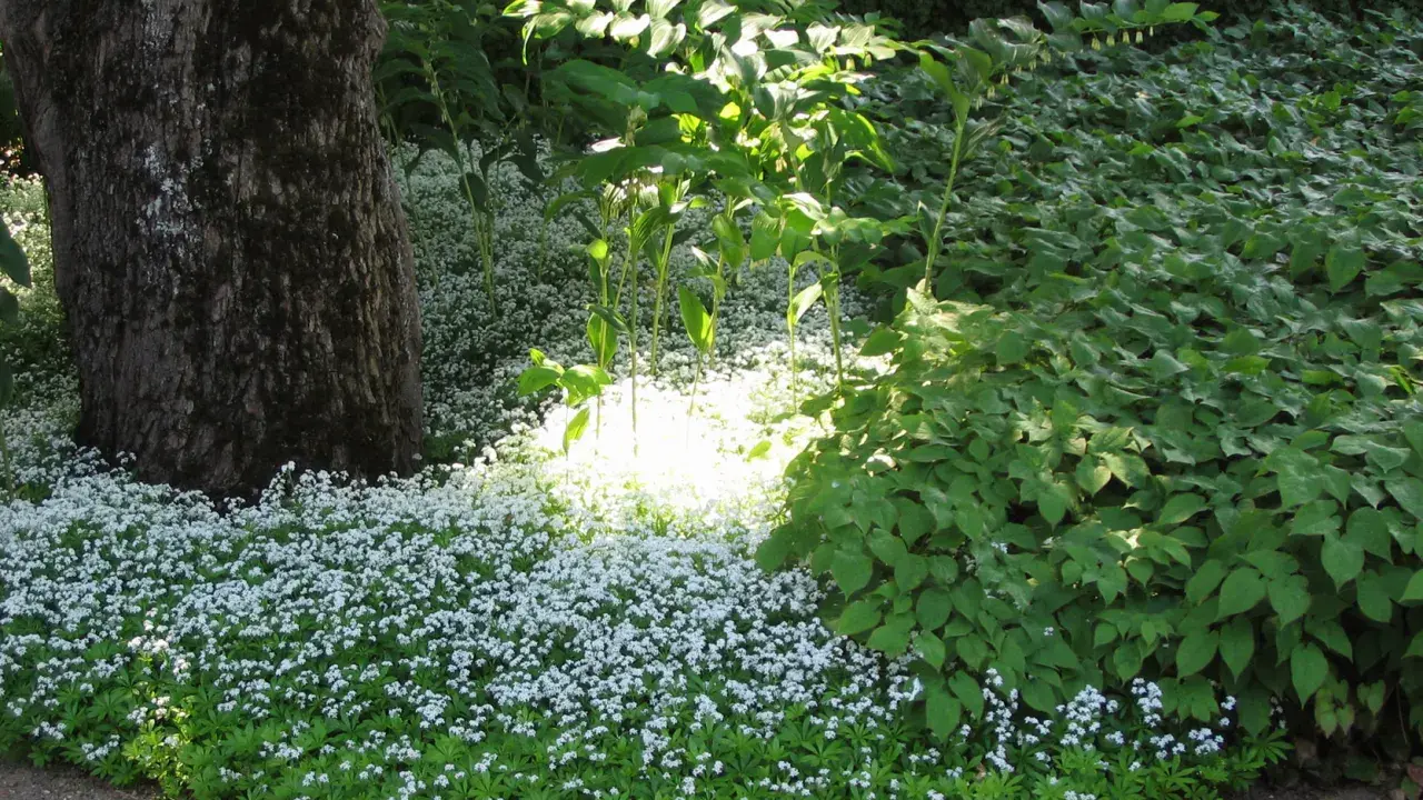 En stor trädstam står bredvid en matta av små vita blommor, troligen waldsteinia vit. Solen lyser genom lövverket och skapar en ljus fläck bland de gröna växterna.