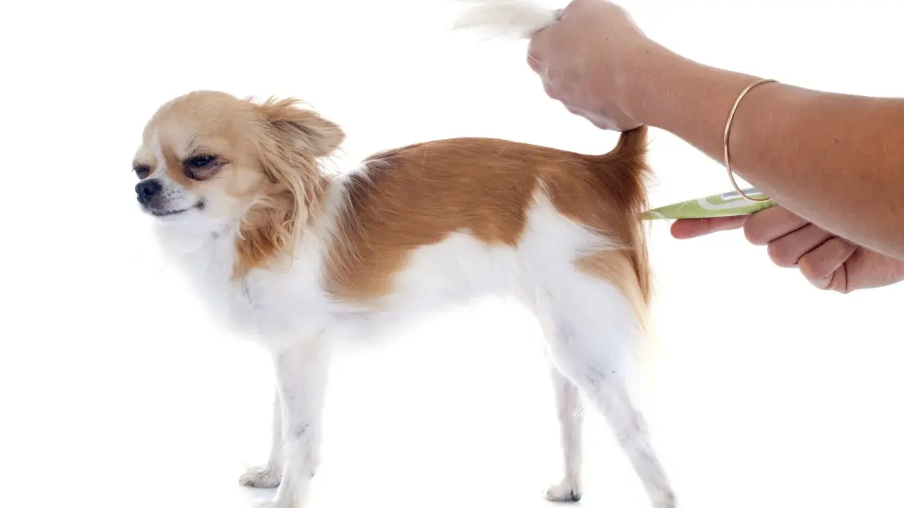 Chihuahua z podniesionym ogonem, podczas mierzenia temperatury u psa termometrem bezdotykowym.