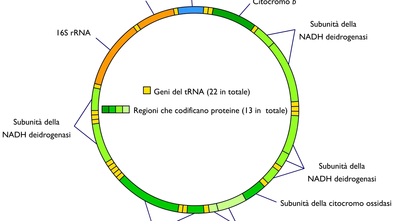 Schema circolare che illustra dove si trova il DNA mitocondriale, con geni per tRNA (giallo) e proteine (verde).