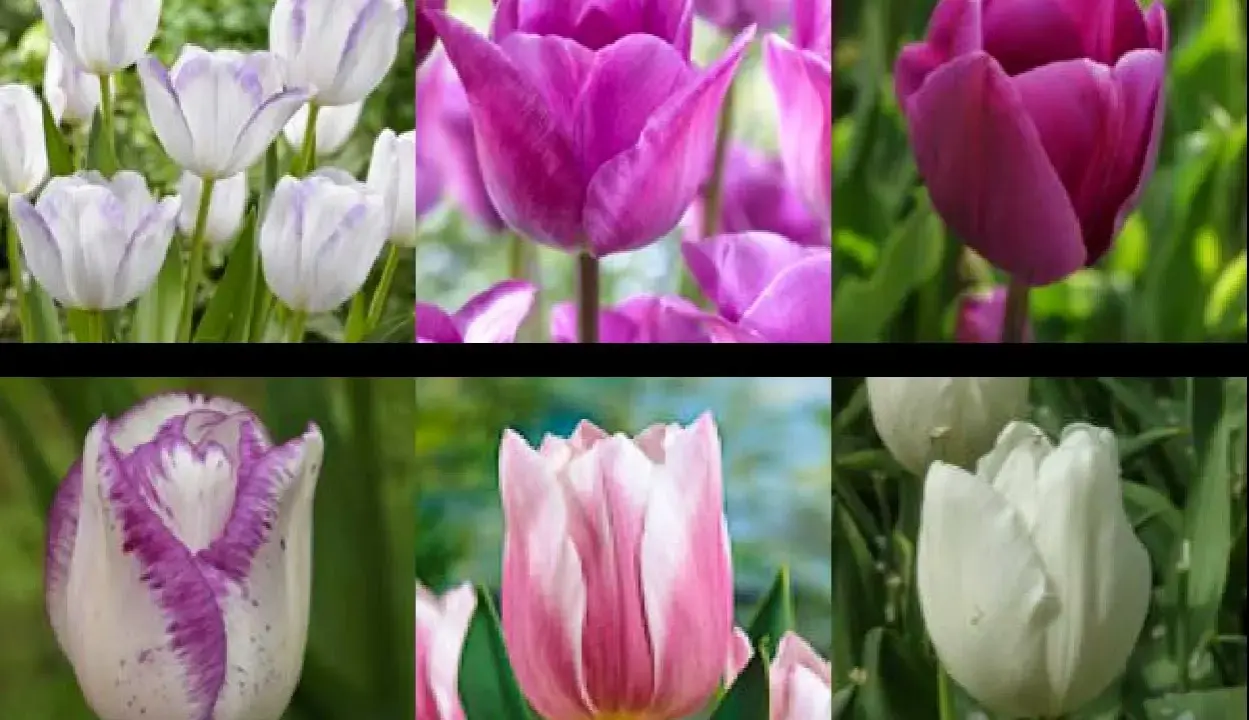 En collage av sex olika tulpaner i nyanser av vitt, lila och rosa. Dessa vackra perenna tulpaner kommer att lysa upp din trädgård år efter år.