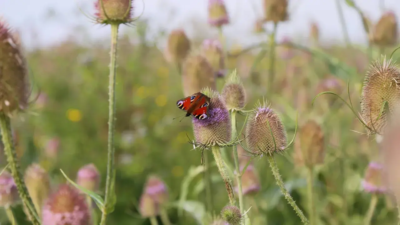 Ein Pfauenaugen-Schmetterling ruht auf einer Distelblüte. Die wilde Karde wirkt wie ein Magnet für diese farbenprächtigen Insekten.