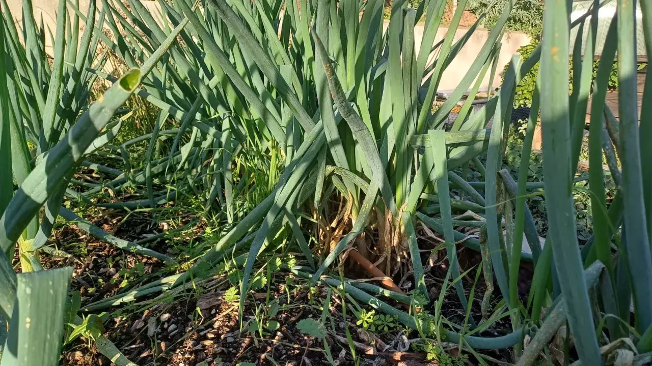 Gros plan sur un plant de ciboulette dans un jardin, les longues feuilles vertes se dressent fièrement.