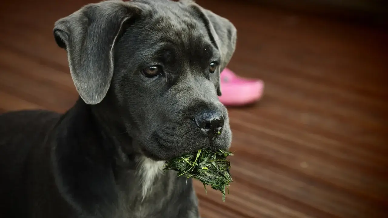 Młody cane corso italiano z trawą w pysku, siedzący na drewnianym tarasie.