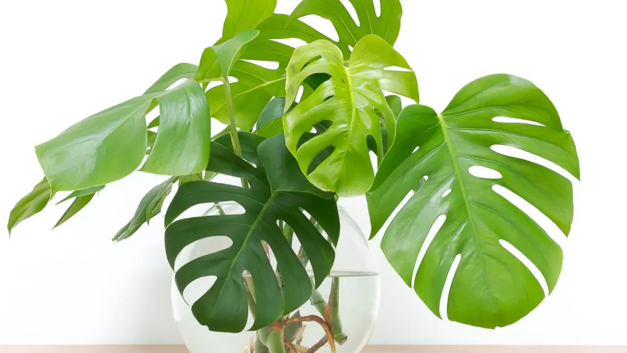 Monstera w szklanej wazie z wodą, pokazująca, jak rozmnożyć monsterę przez ukorzenianie łodyg.