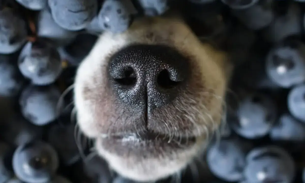 Nez de chien émergeant d'un tas de myrtilles.